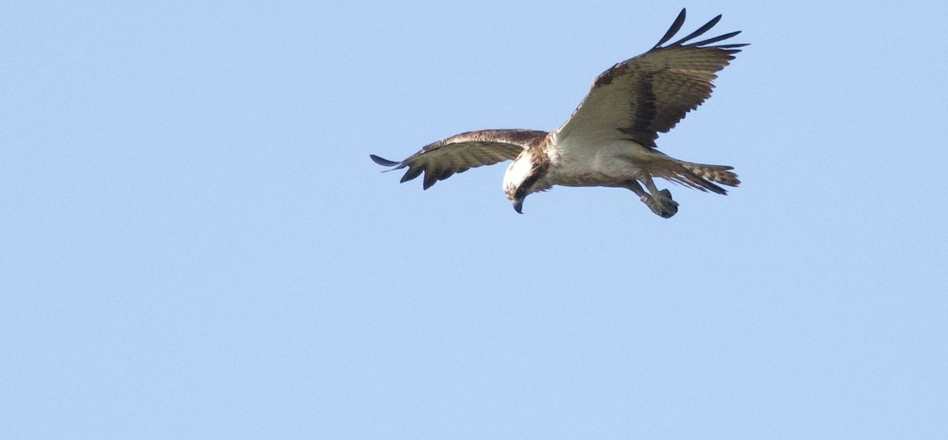 Visarend biddend Een biddende visarend boven Tiengemeten