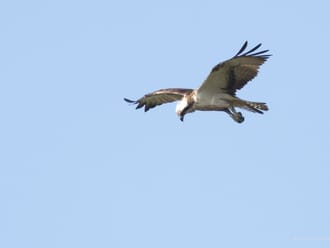 Een biddende visarend boven Tiengemeten