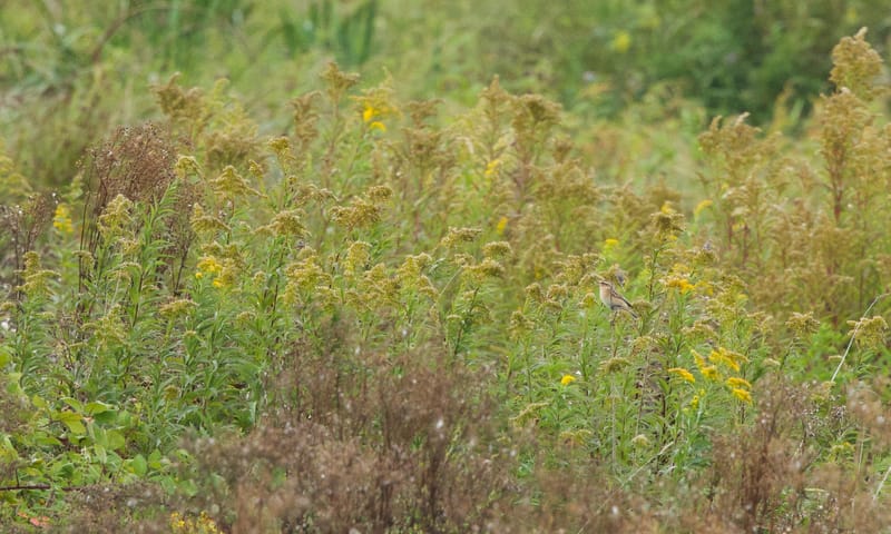 Een paapje in het hoge kruidenrijke gras
