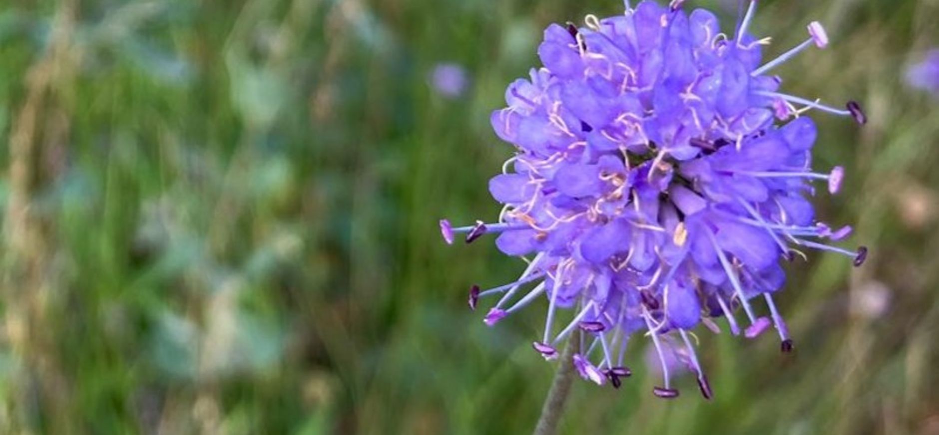Blauwe knoop