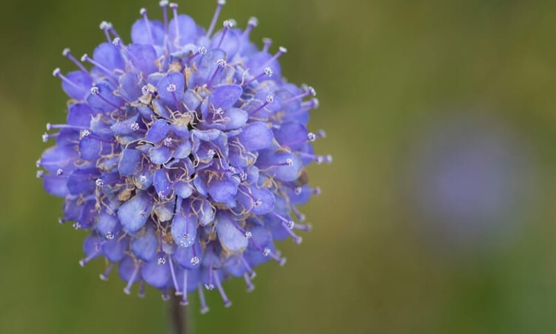 Blauwe knoop