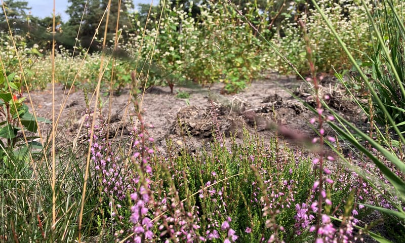 Boekweit op de heide Grote Veld