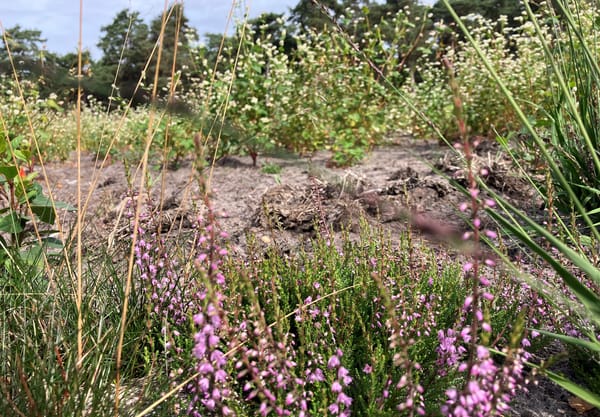 Boekweit op de heide Grote Veld