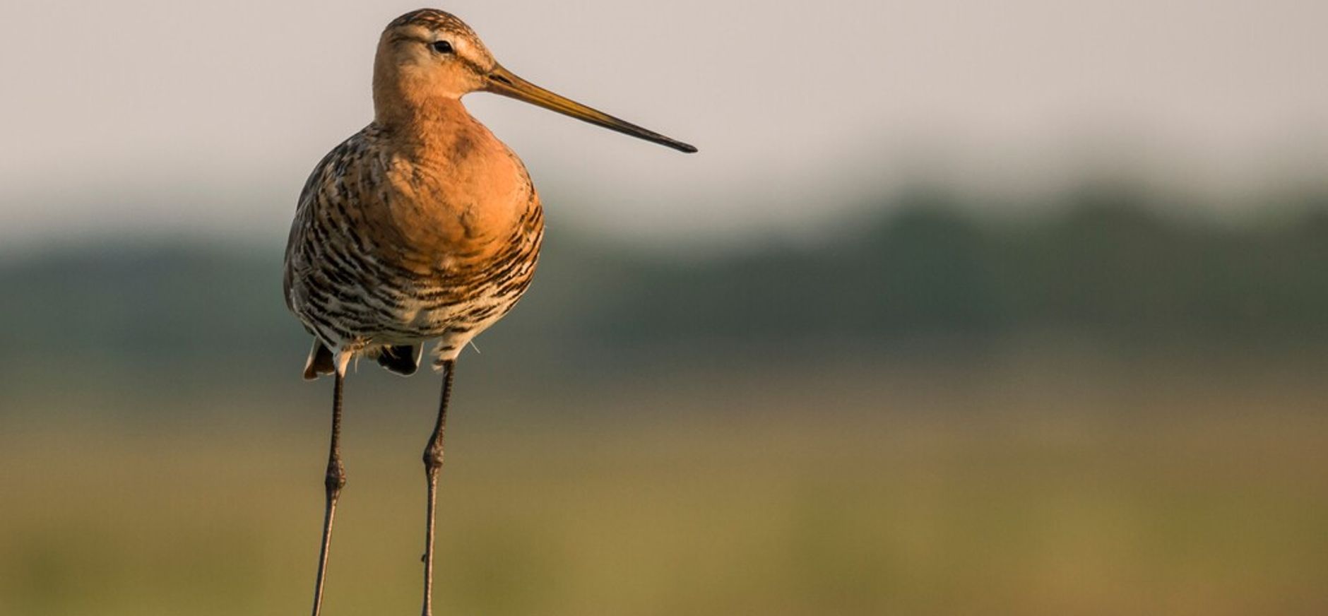 Grutto (Limosa limosa)