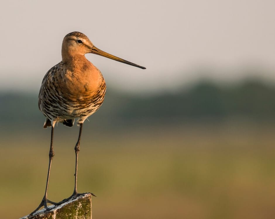 Grutto (Limosa limosa)