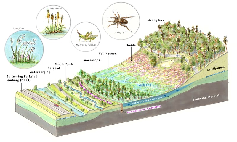 Dwarsprofiel van het kwelscherm bij de Breukberg Dwarsprofiel van het kwelscherm bij de Breukberg