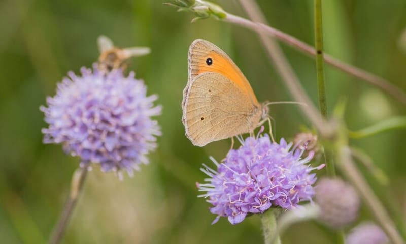 Bruin zandoogje