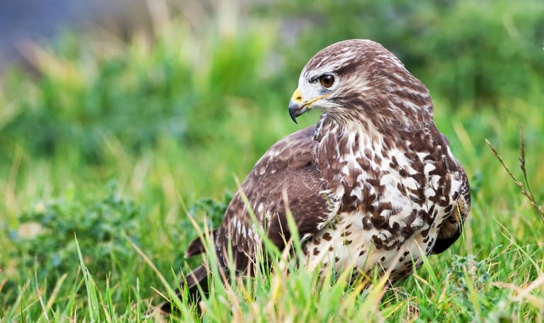 Buizerd Buizerd