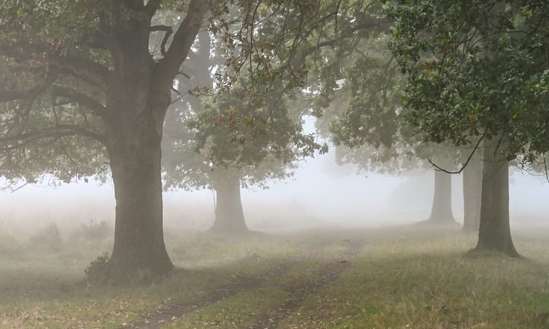 Mist Buurserzand
