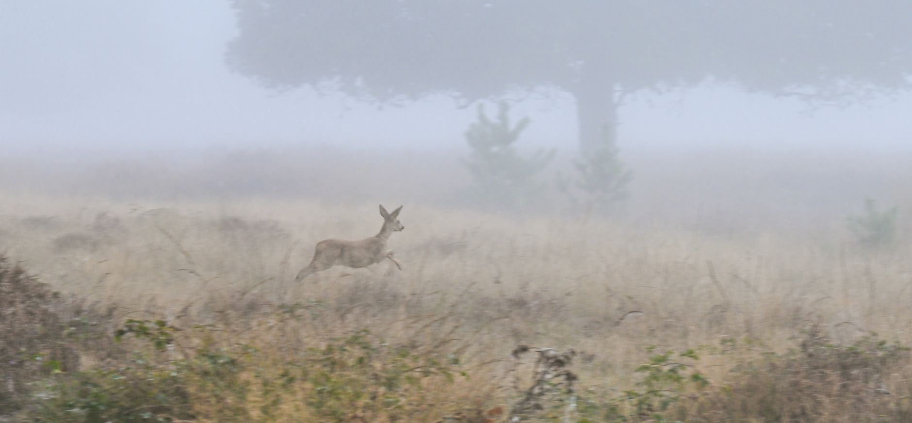 Ree in de mist
