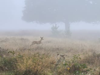 Ree in de mist