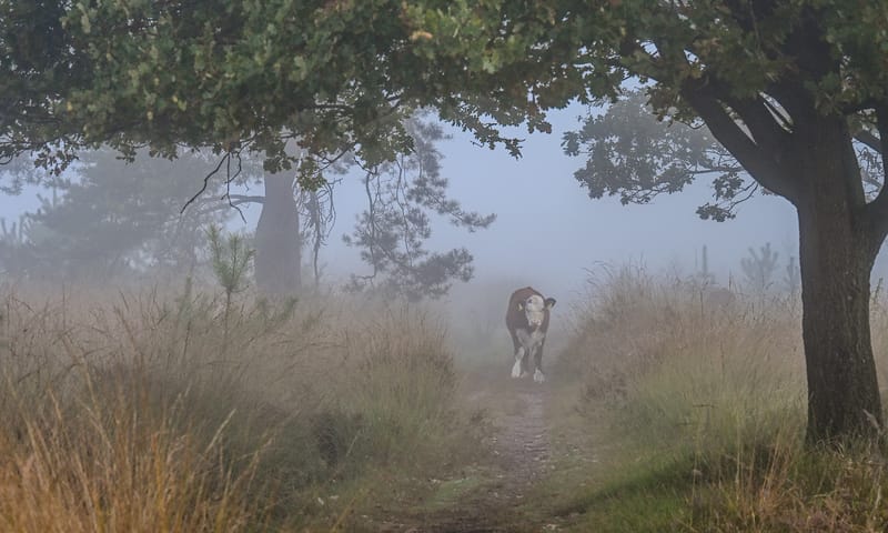 Hereford koe Buurserzand