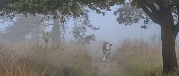 Hereford koe Buurserzand