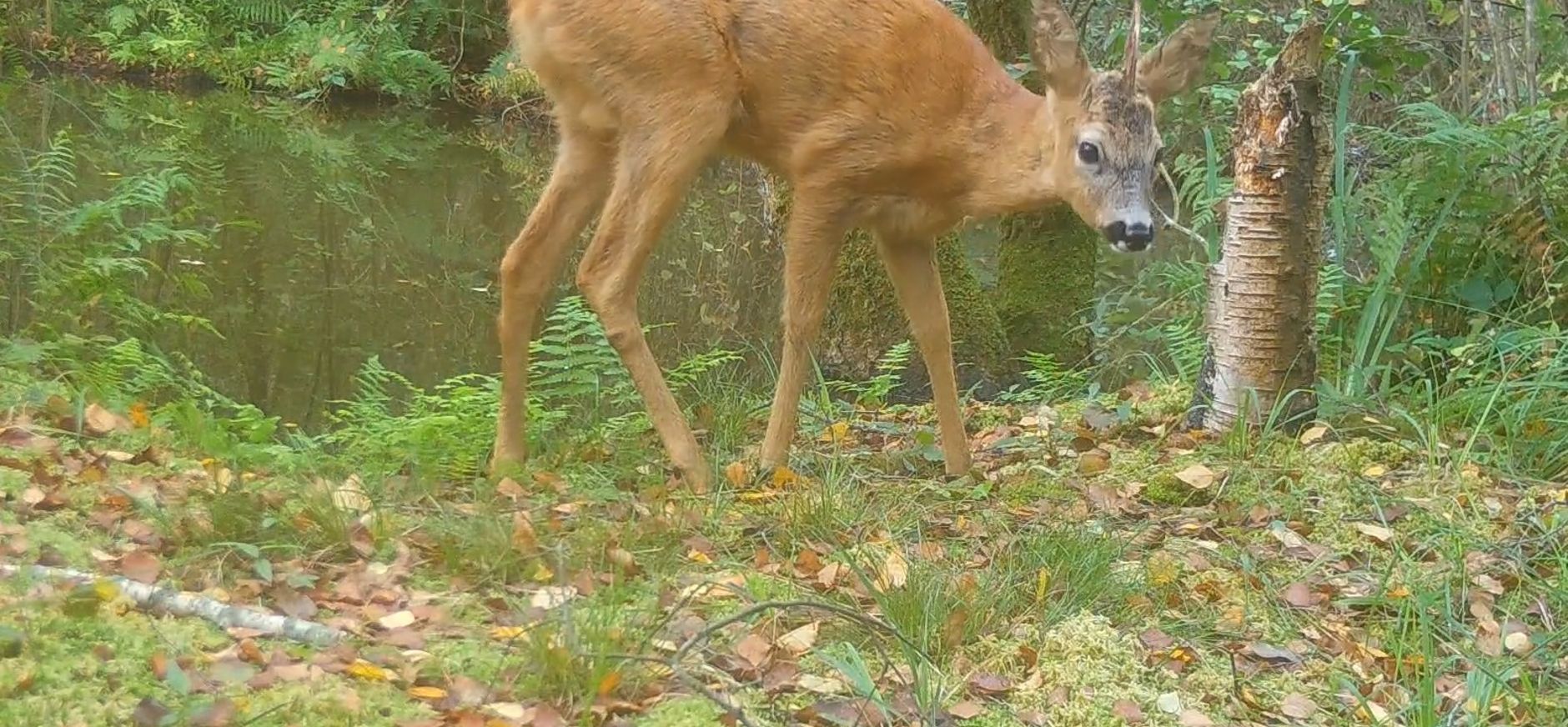 Ree met één geweistang