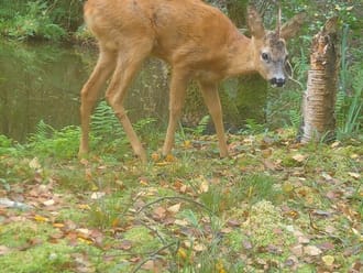 Ree met één geweistang