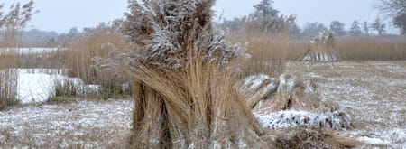 Riet in de winter