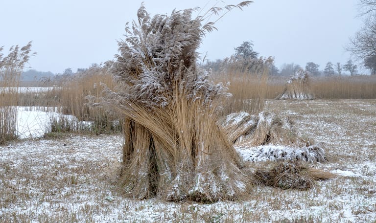 Riet in de winter