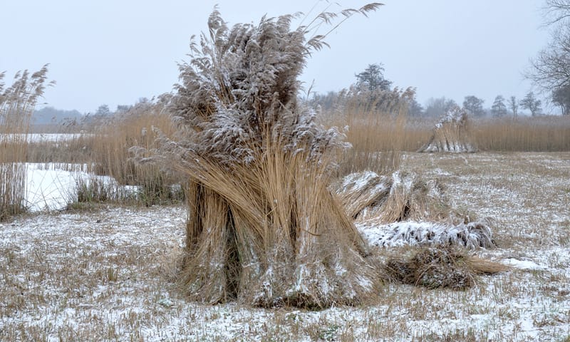 Riet in de winter