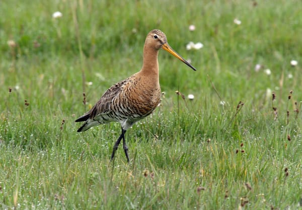 Grutto