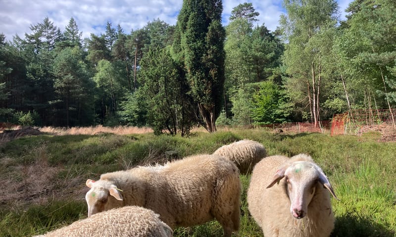 vergroten en verbinden heideveldjes Velhorst 2025