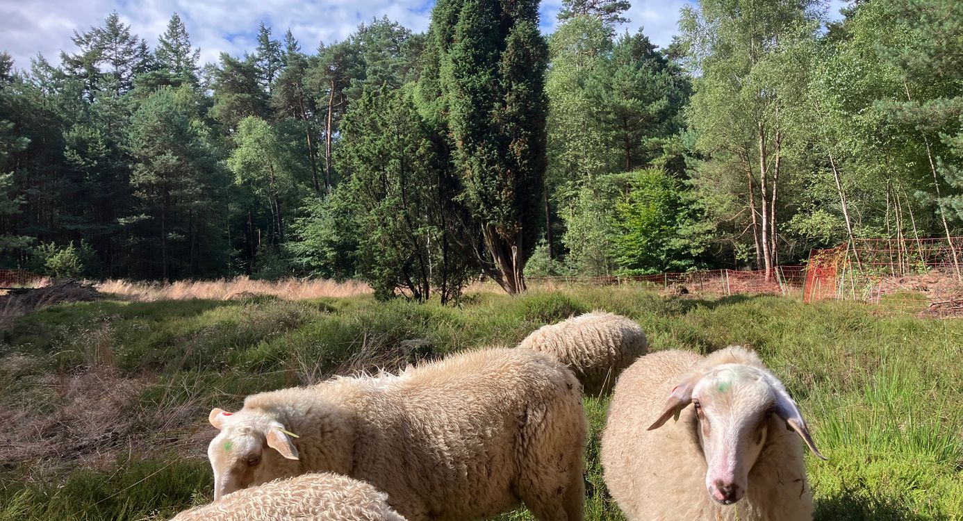 vergroten en verbinden heideveldjes Velhorst 2025