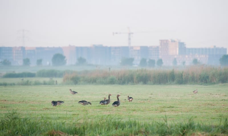 Zicht op IJburg vanuit Polder IJdoorn