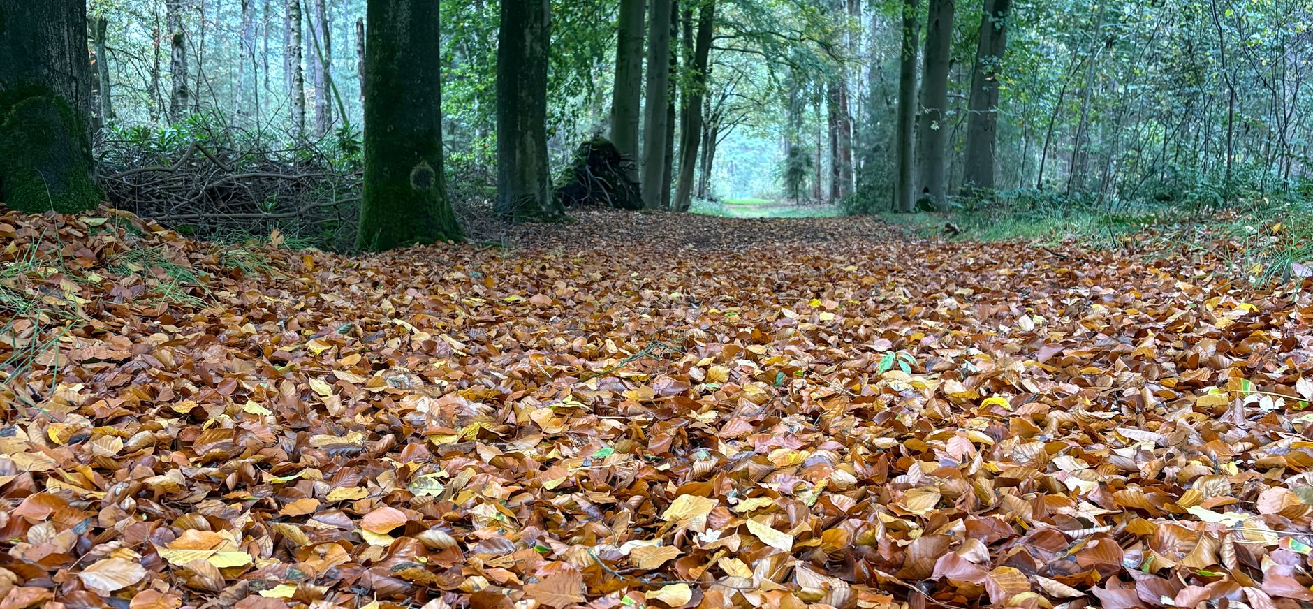 Herfts Herfst-OttodeKat