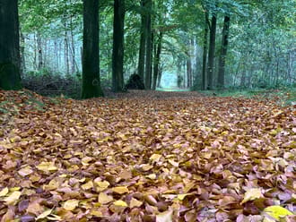 Herfst-OttodeKat
