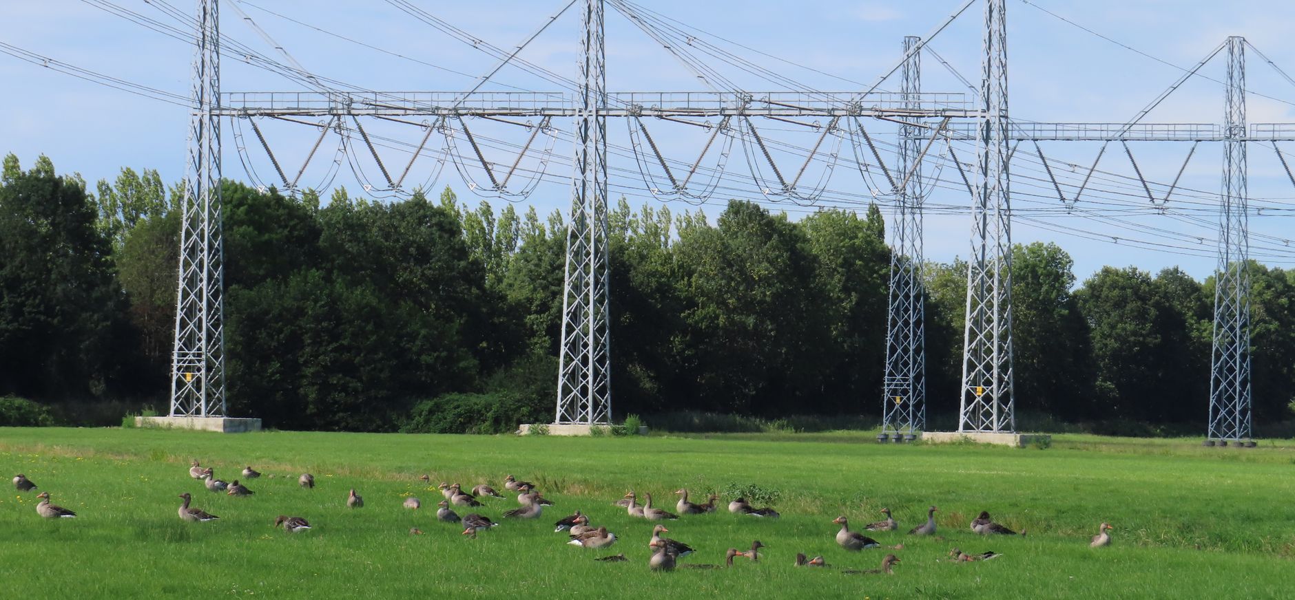 Grauwe ganzen bij hoogspanningsmasten
