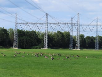 Grauwe ganzen bij hoogspanningsmasten