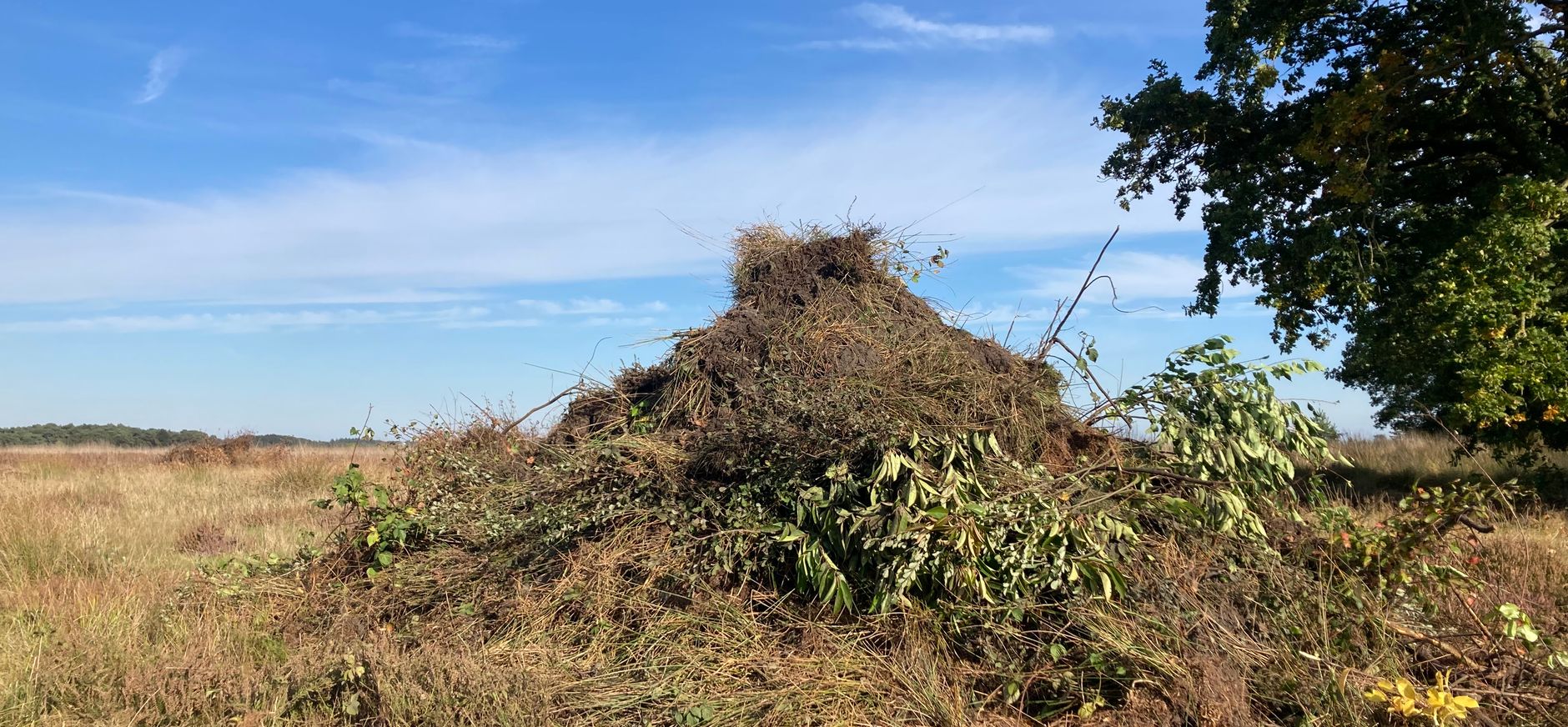 Heidebeheer Dwingelderveld