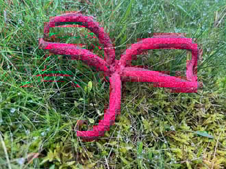 bijzondere paddenstoel