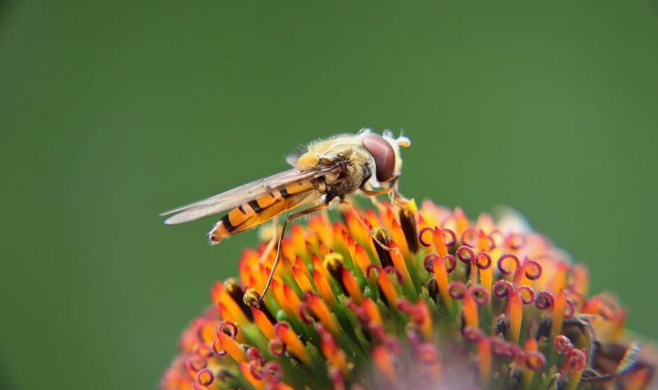 Snorzweefvlieg op zonnehoed