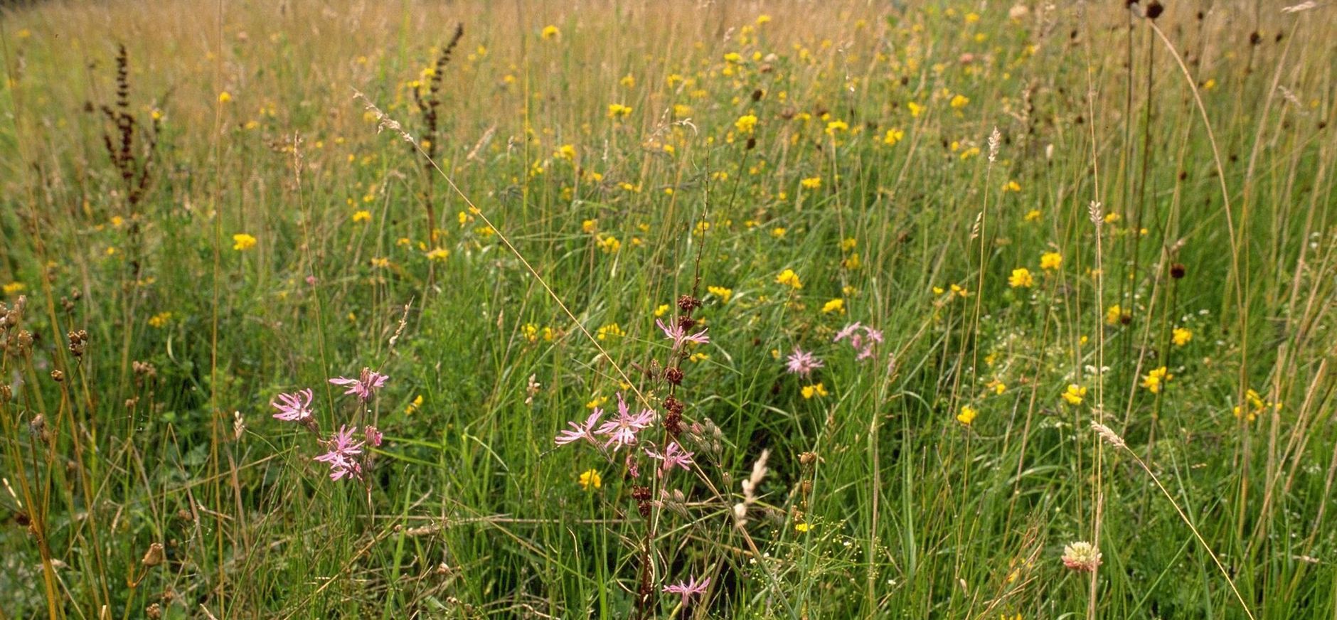 Echte koekoeksbloem Echte koekoeksbloem