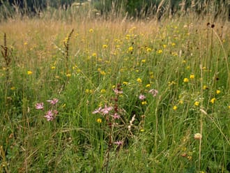 Echte koekoeksbloem