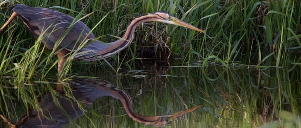 Purperreiger