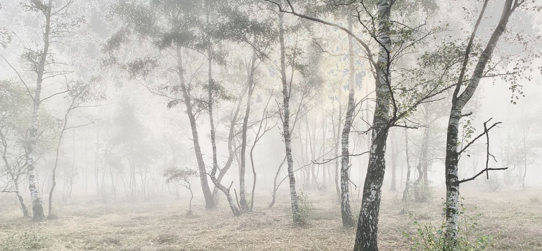 Bos op Huis ter Heide Bos op Huis ter Heide