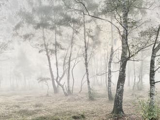 Bos op Huis ter Heide