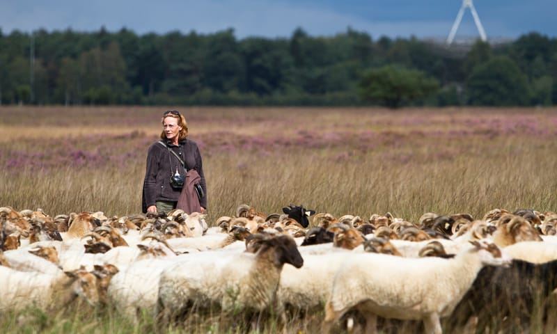 Kudde schapen met herder en herdershond
