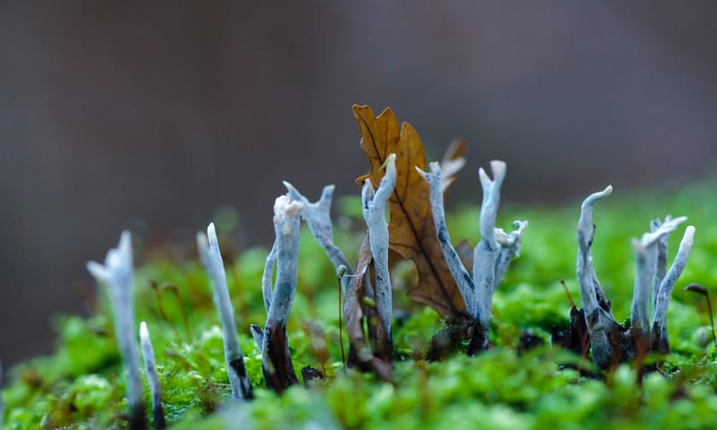 Geweizam Geweizam: een paddenstoel