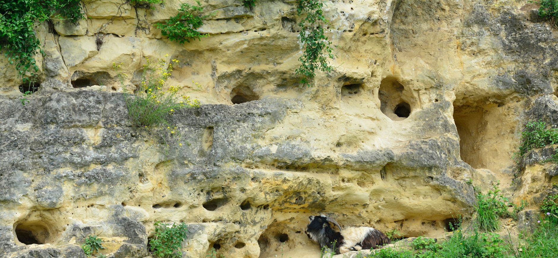 Jonge boompjes en struiken op de Däölkesberg
