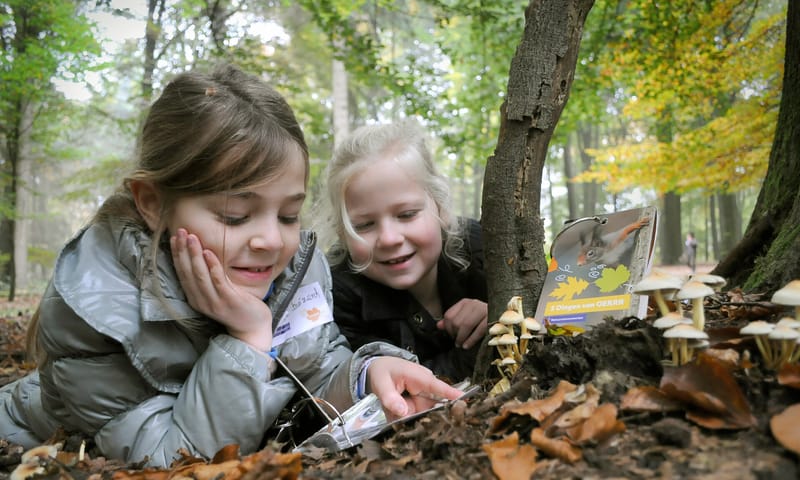 Kinderen kijken naar paddenstoelen Kinderen kijken naar paddenstoelen
