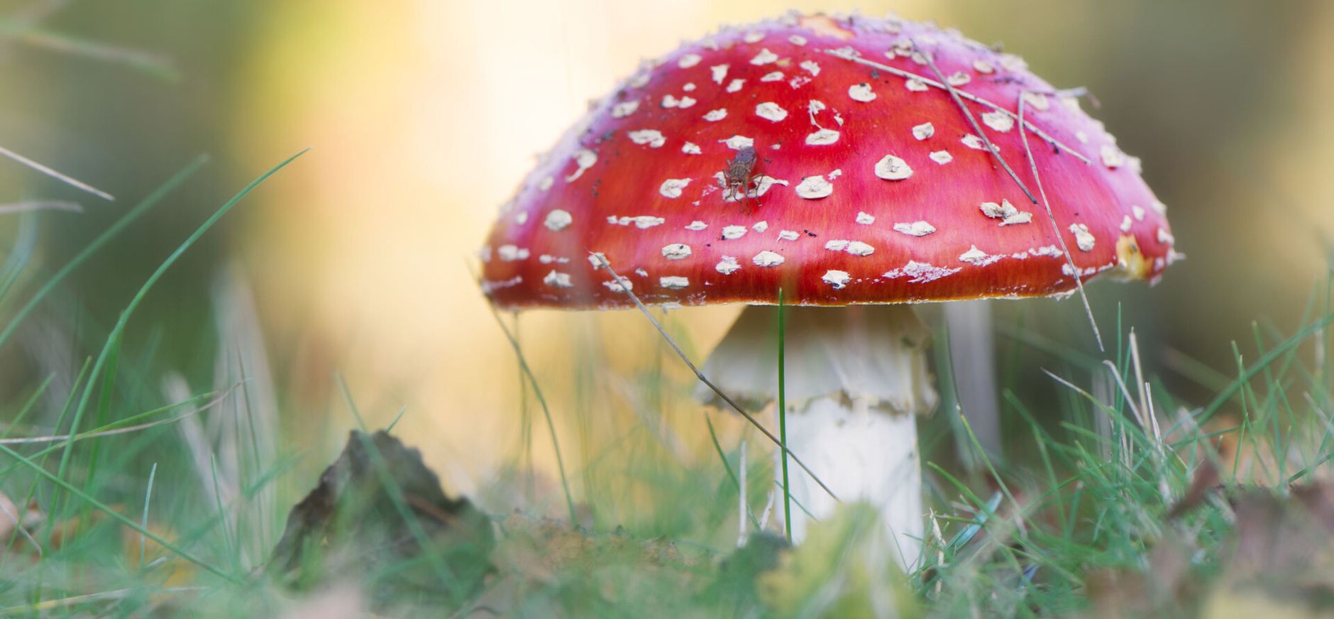 Herfstpret met paddenstoelen op Plantloon Herfstpret met paddenstoelen op Plantloon