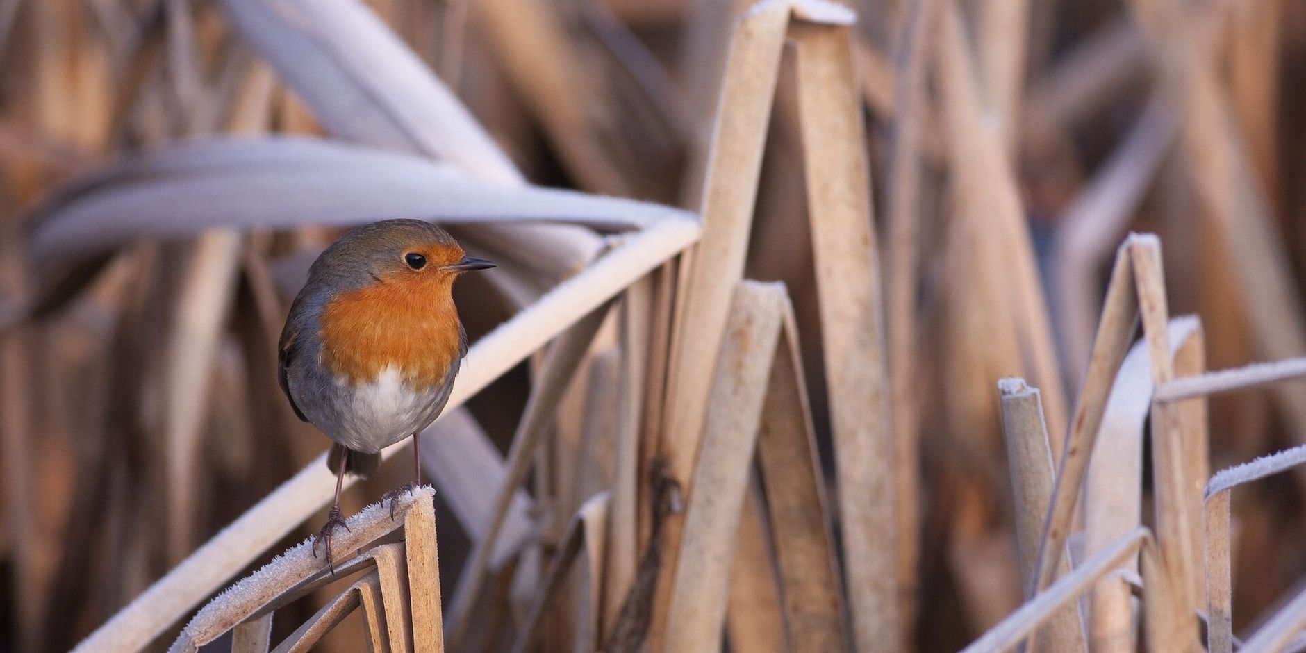 290_vogelsnacks_roodborst