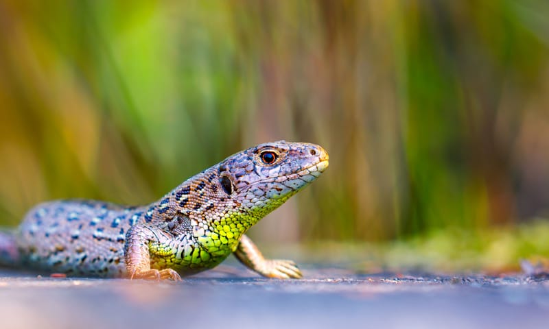 Zandhagedis Zandhagedis