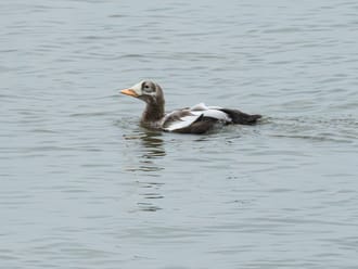 Brileider bij Texel