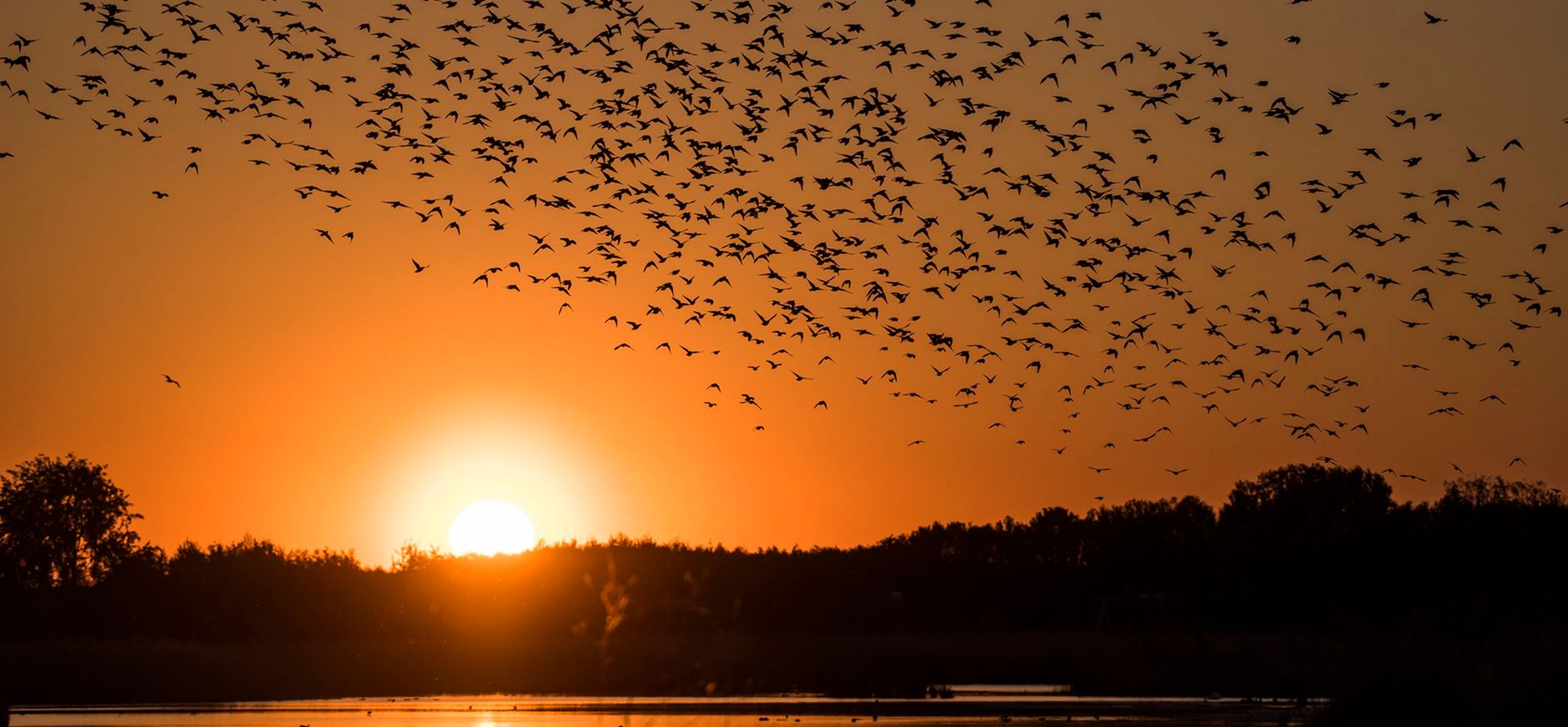 Vogels zonsopgang