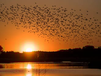 Vogels zonsopgang
