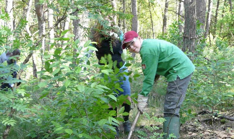 Amerikaanse vogelkers verwijderen