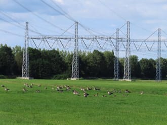 Grauwe ganzen bij hoogspanningsmasten
